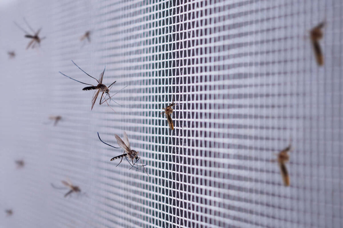How to Stop Insects from Entering Home