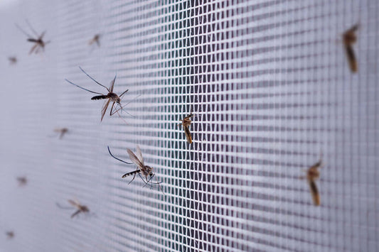 How to Stop Insects from Entering Home