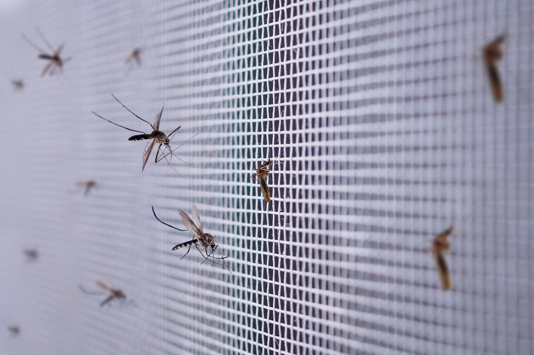 How to Stop Insects from Entering Home (Without Blocking Fresh Air)