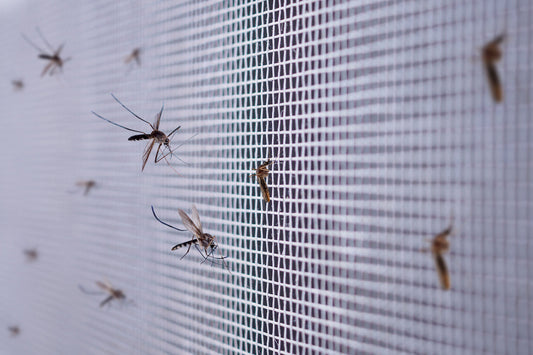 How to Stop Insects from Entering Home (Without Blocking Fresh Air)